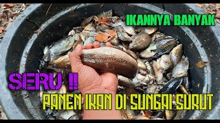 KESERUAN PANEN IKAN DI SUNGAI YANG SURUT