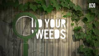 Edible weeds on Gardening Australia with Diego Bonetto