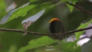 Golden-headed Manakin