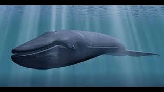 BLUE WHALE THE GAME