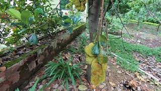 Jackfruit tree