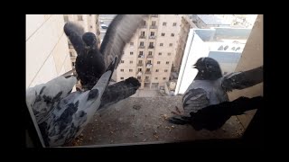 Pigeon Fighting for food