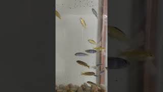 Feeding Blue & yellow Marf community #fishtank #aquarium #shorts #ytshorts