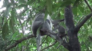 Monkeys  in Jungle along the road and get food from Tourists