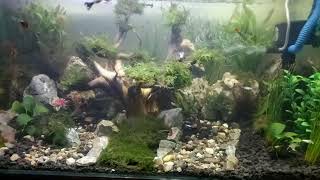 Aquascape #2