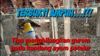 Menghilangkan gurem di kandang ayam petelur