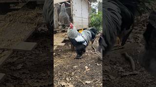 Mon magnifique Coq Brahma perdrix maillé argenté 3 ans déjà mon bébé