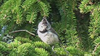 Tofsmes/ Crested Tit (Lophophanes cristatus)