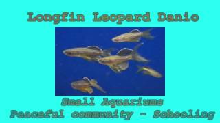 Danios - a good beginning tropical fish for an aquarium set up