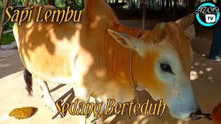 sapi lembu | sapi lembu jantan sedang berteduh d bawah pohon