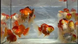 Giant oranda