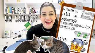 COMO FOI TRAZER OS MEUS GATOS DE DUBAI PARA O BRASIL? | Não Perturbe!