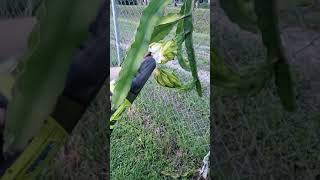 How home growers can get pollen from dragon fruit