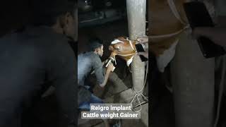 relgro implant Karachi Pakistan cattle weight gainer pills