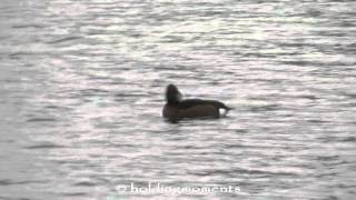 Ferruginous Duck Caldecotte Lake 8th February 2016