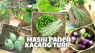 Eps. 56 Gardening || Panen Kacang Turi dan Cepokak