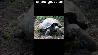 La tortuga gigante de Galápagos  Tesoro en peligro de extinción.