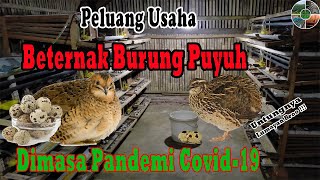 Peluang Usaha Beternak Burung Puyuh Dimasa Pandemi