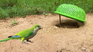 shorts Channel | Amazing Making Survival - creative Bird Trap using lid trap