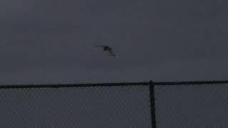 Short-eared Owl