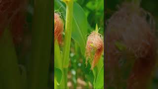 Corn Silk The Golden Health Secret. #health #wellness #medicinalfood #nature #natural#bloodpressure