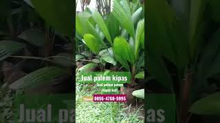 jual palem kipas ,palemkoll #tanamanhias  #palm tlpwa085647605995