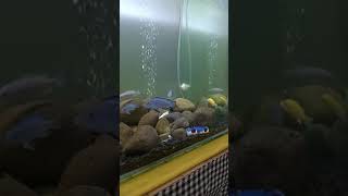 Resiko ikan cichlid telat memberi makan | tank cichlid anti bangkai ikan