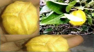 Forest 3 Line Lemons cooper wire cutting || Call me Sadab 8459487861