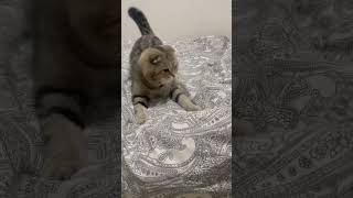 Coco playing in bed #cocoplay #cocoplaytime #cocothecat #scottishfoldcats #catshorts #catvideos #cat