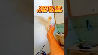 Bird training | Learning video | #cocktailbird #birds