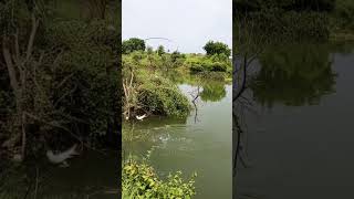 Krishna River Fish Hunting in BiG Rohu Fishes to catching