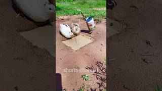 simple Animals Bird Trap Easy #shorts