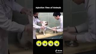 Funny Animals Shorts....😂😂😂 whatsapp status videos