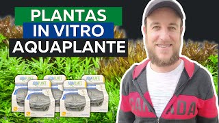 ⭐O que são Plantas in Vitro? AquaPlante In Vitro⭐