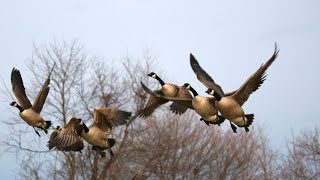 GOOSE HUNTING…LAST DAY ON THIS YEAR 2023 …..