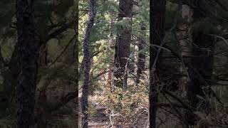 Saw a small, limping black bear on a bike trip at Floyd Hill, Evergreen, Colorado