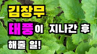 태풍이 지나간 후 해줘야 할 일~북주기, 엽면시비, 김장무우 재배법,   김장무솎아주기, 김장무우솎아주기,  김장무솎기,  김장무재배법