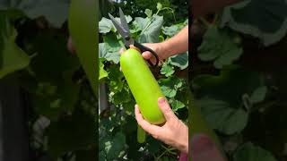 First harvest bottle gourd #shorts