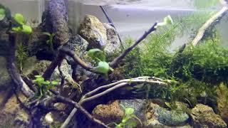 Aquascape #3 tank 30x15