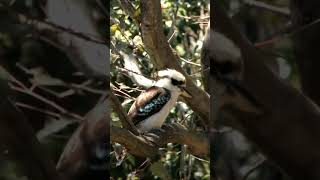 Kookaburra, burung yang bisa tertawa #shorts #animal #kookaburra