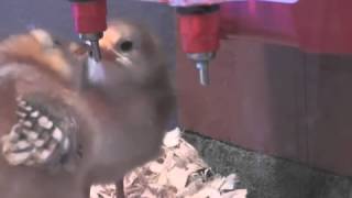 Baby Chicks Drinking BriteTap Chicken Waterer