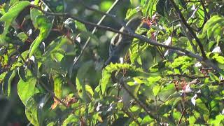 Kirtland's Warbler