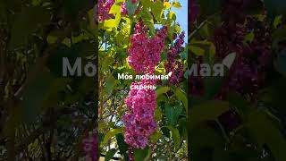 Ароматное соцветие#сиреньмай#солнцескоролето