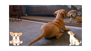 Funny dog reaction #shortsviral #shorts #funnyanimals #angrydog #dogreactions #shortsyoutube