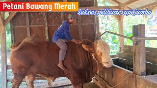 SAPI SUPER KELAS KONTES ‼️ Sapi Di pelosok desa super jumbo