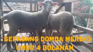 sepasang domba batur kualitas super