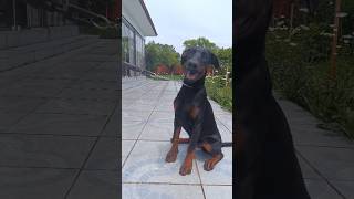 Dobermann europeu 🔥 #dobermanpuppy #cãodeguarda #doglover #doguealemao #doberman #dog #adestramento