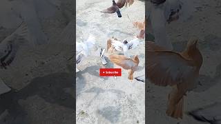 Slow Motion Takeoff After Rooftop Feast 🥰 #pigeon #kabutar #shorts