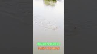 EMPANGNYA AMANAH ‼️ IKANNYA PUN BERKAH