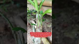 part1 cara sambung sisip jeruk#berkebun #pertanian #berkebundirumah #lebah #madu